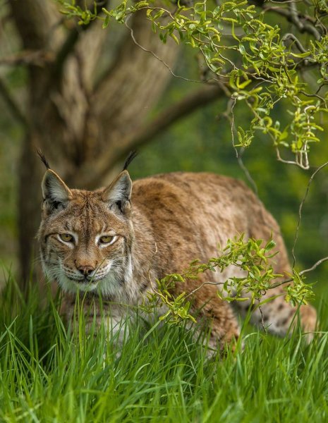 Рысь в субтропиках