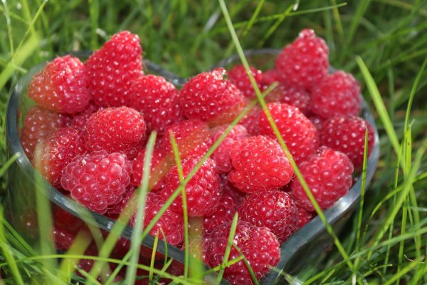 Ягода малина