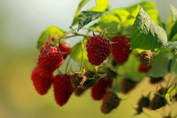 Картинки на рабочий стол ягоды