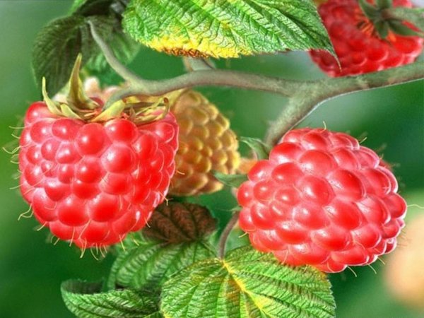 Открытки с малиной