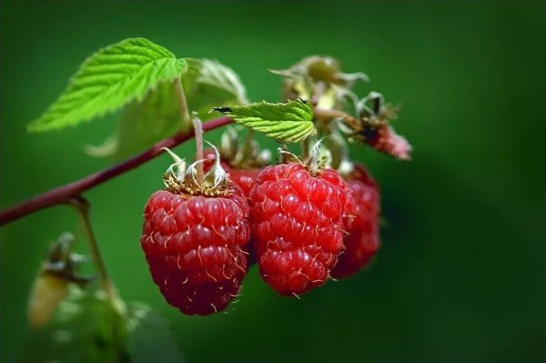 Ягоды в кружке