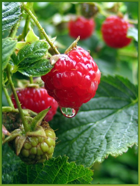 Малина смородина крыжовник