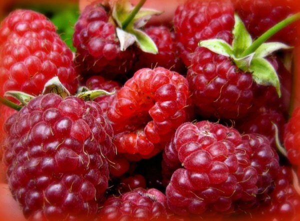 Голубая малина