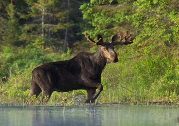 Красивый Лось