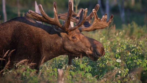 Лось в природе