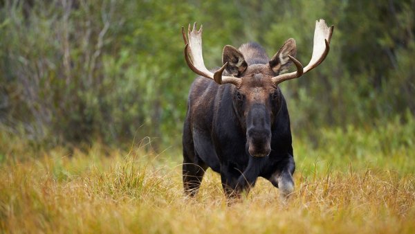 Лось с боку