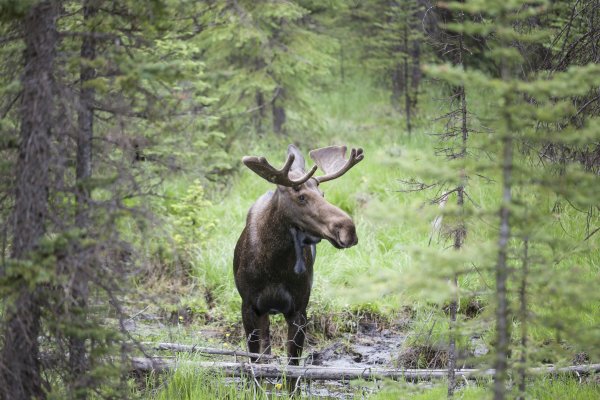 Лось в тайге
