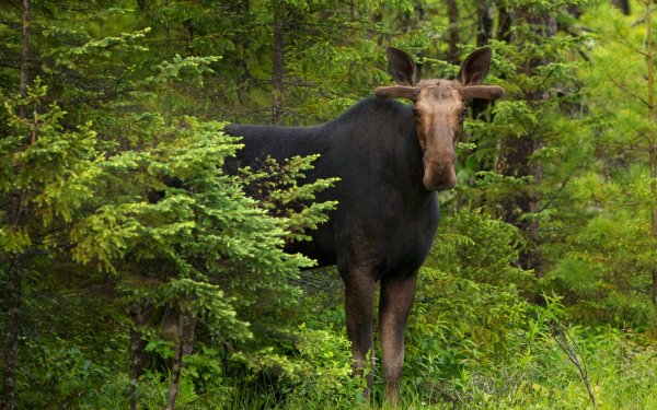 Лоси в Бору