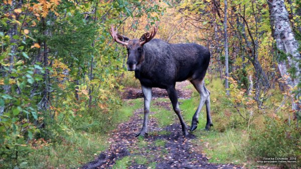 Лось Дальневосточный