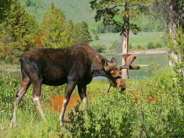 Лось во Владимирской области