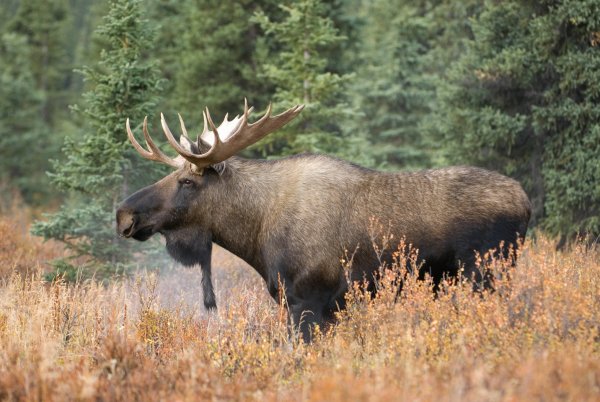 Восточносибирский Лось