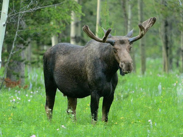 Лось Республики Марий Эл