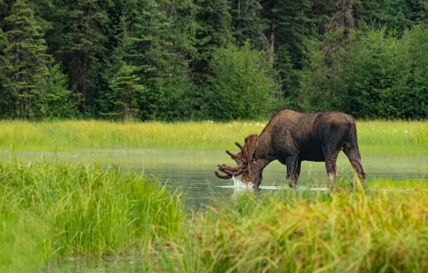Лось в лесу