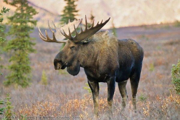 Лоси в огороде Аляска фото