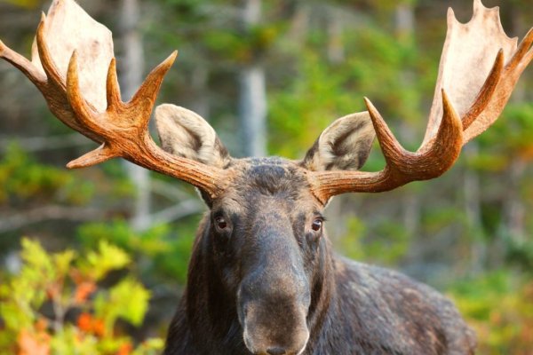 Брянские лоси
