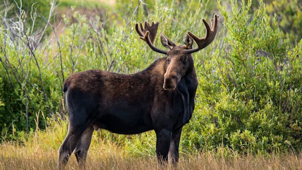Ильменский заповедник Лось