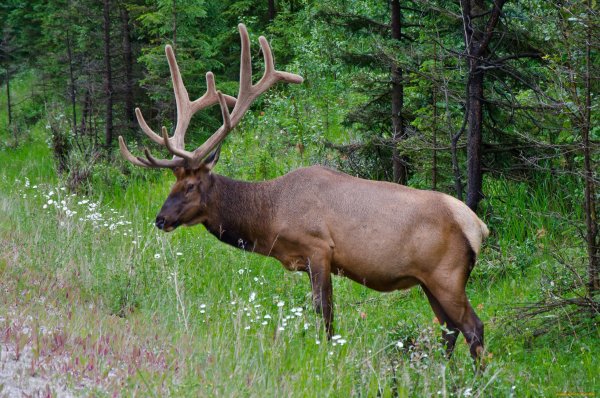 Благородный олень широколиственные леса