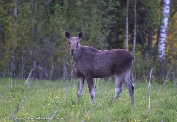 Что ест Лось