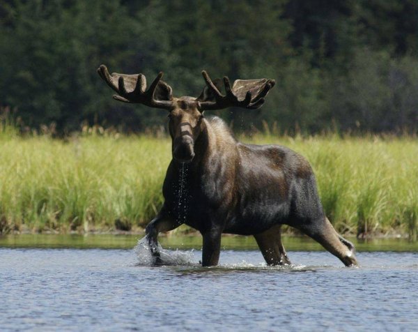 Сибирский Колымский Лось