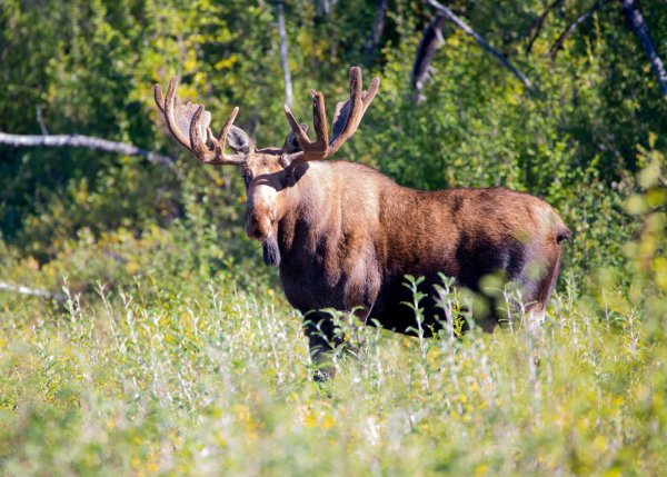 Восточносибирский Лось