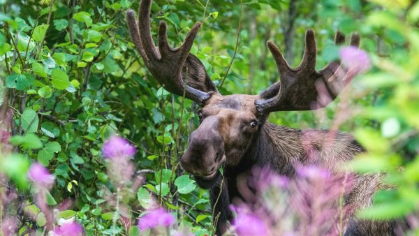 Лось тайги Северной Америки