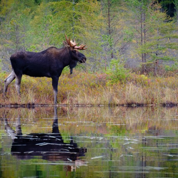 Восточносибирский Лось
