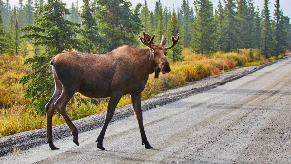Музей природы Печоро-Илычского заповедника