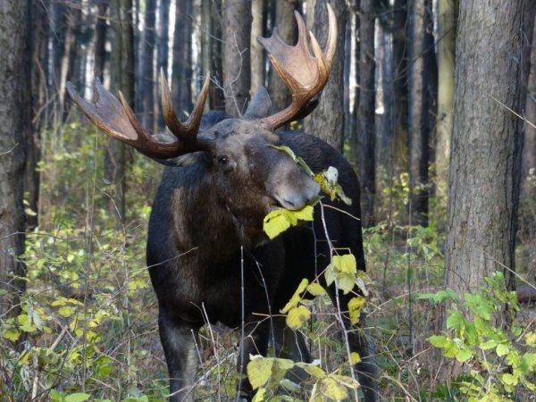 Сохатый Лось Байкал