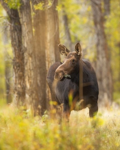 Европейский Лось alces alces