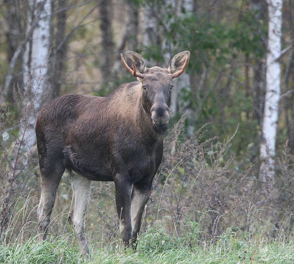 Лось (лат. Alces alces)