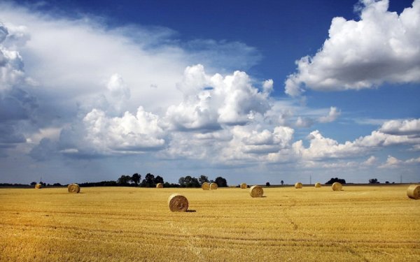 Середина августа