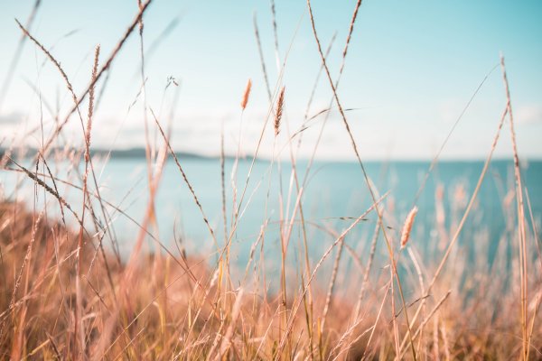 Сухая трава макро