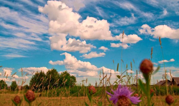 Эстетика травы в поле
