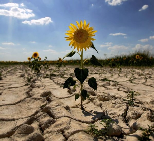 Лето жара лес