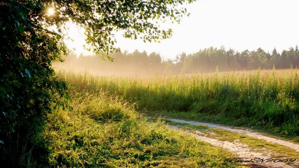 Сухая трава