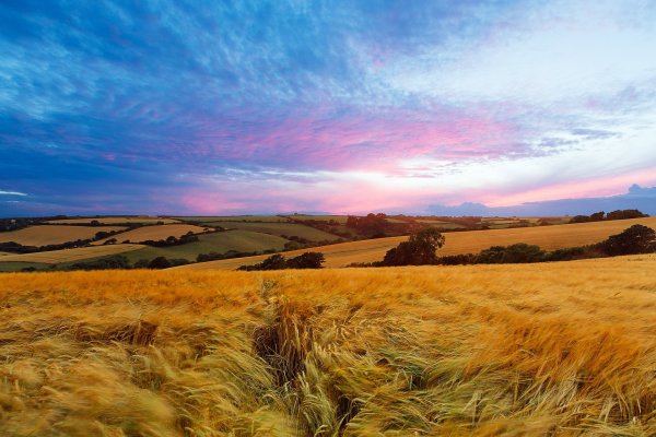 Поле сухой травы
