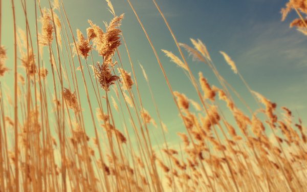 До свидания лето