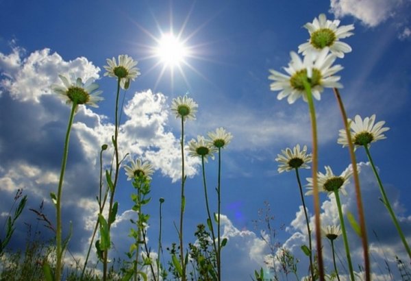 Сорняки пшеницы