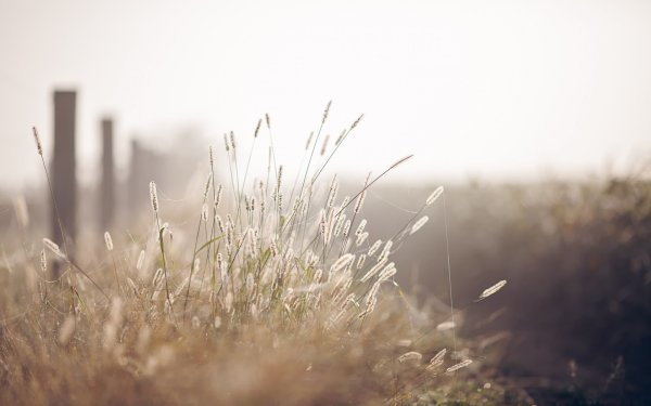 Встречаем лето