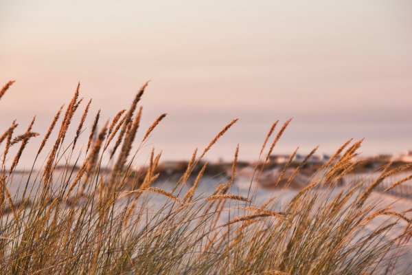 Луг в солнечных лучах