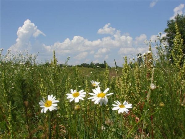 Природа в теплых тонах