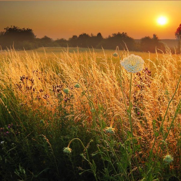 Жара засуха