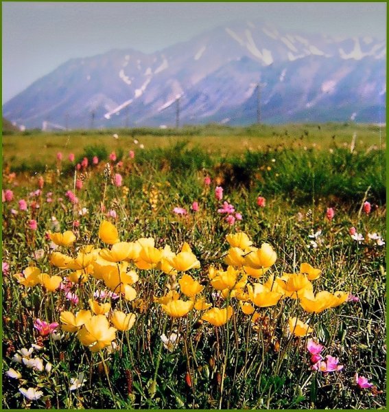 Чукотка тундра летом