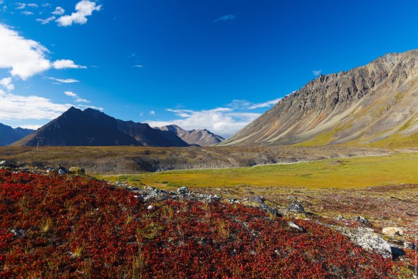 Чукотка тундра