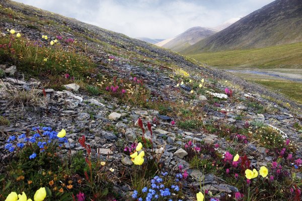 Арктическая тундра на острове Врангеля