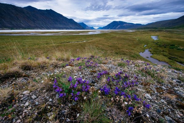 Чукотка тундра цветет