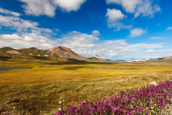 Чукотка тундра