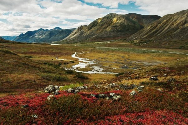 Средняя субарктическая тундра