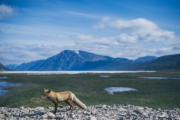 Чукотский автономный округ природа