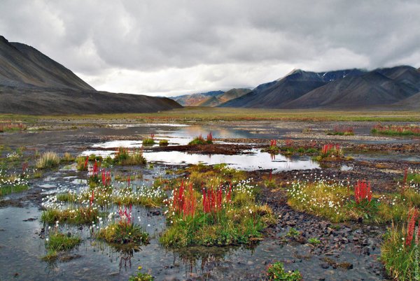 Чукотский автономный округ тундра